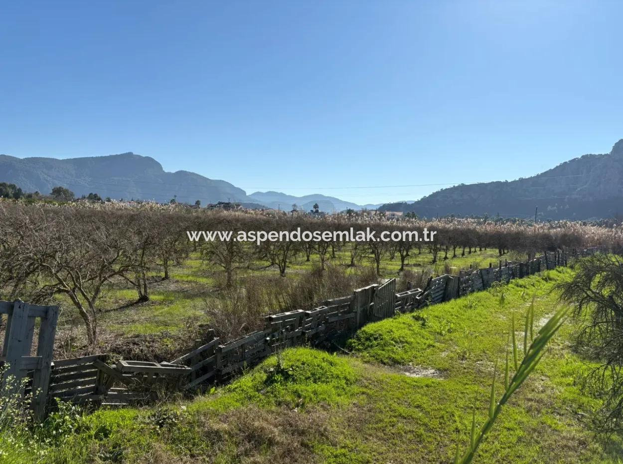 5985M2 5% Zoniertes Land Zum Verkauf In Dalyan Als Weinberggarten