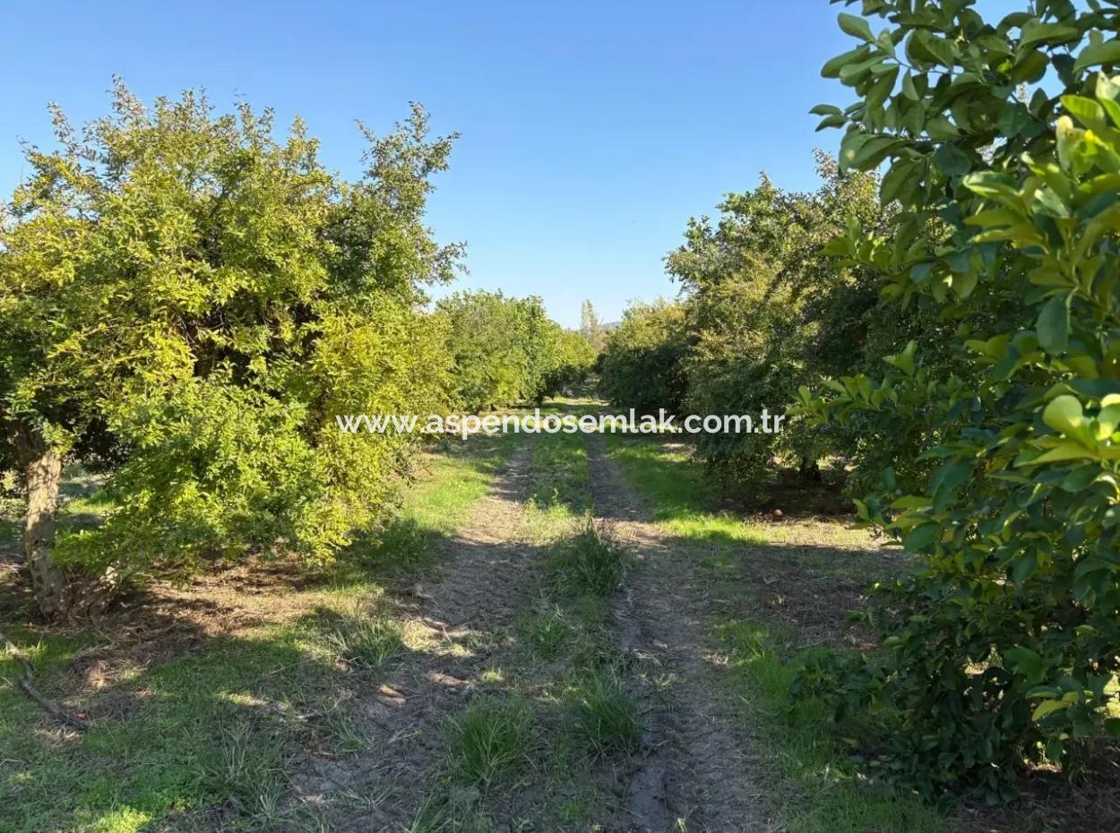 6150M2 Zitronen- Und Granatapfelgarten Zum Verkauf In Eskiköy