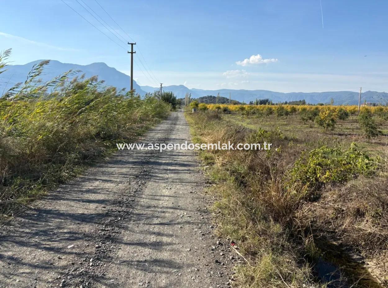 21500M2 Granatapfelgarten Zum Verkauf In Eskiköy