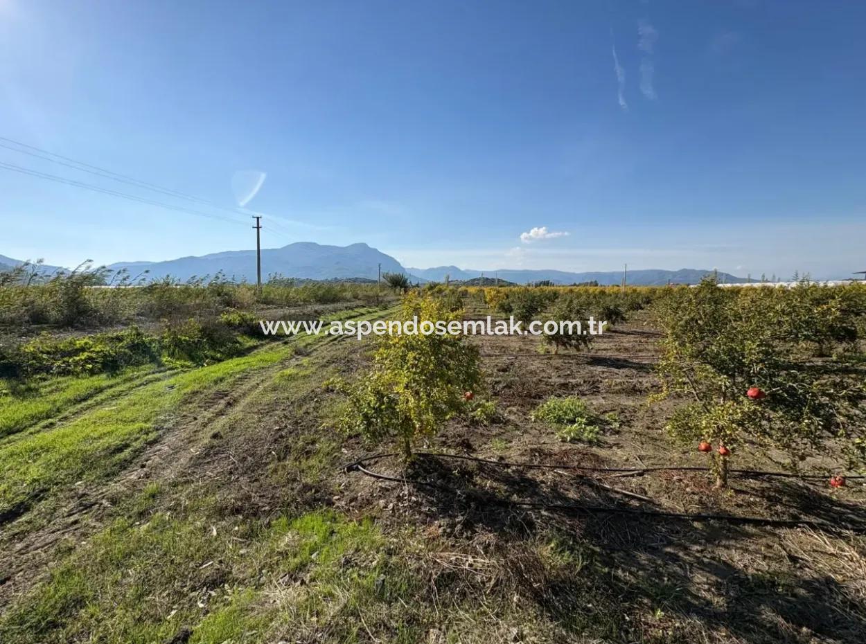21500M2 Granatapfelgarten Zum Verkauf In Eskiköy