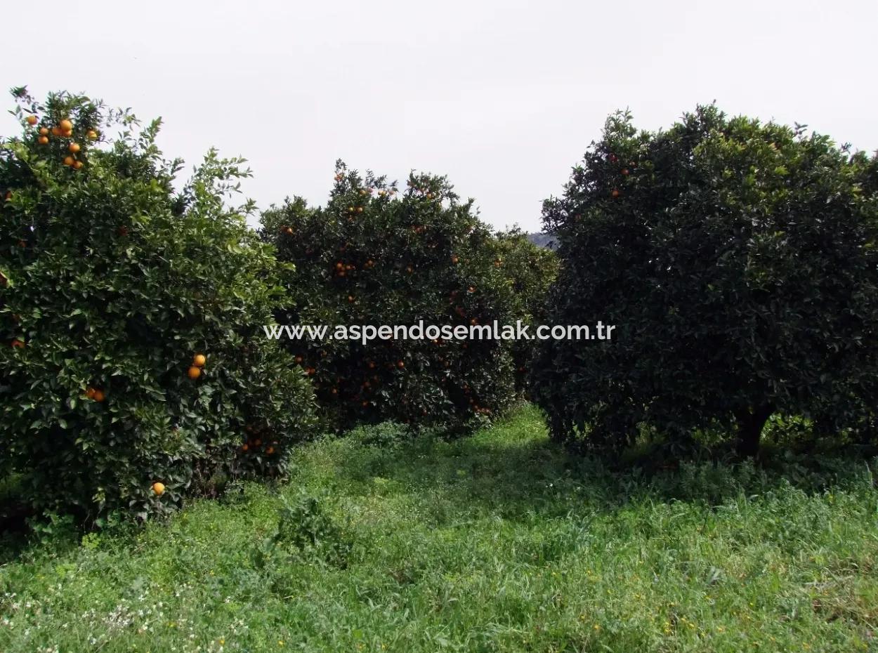 Bad Für Verkauf In Orange Grove 24,000M2 Zum Verkauf In Der Nähe Von Dem Meer Garten Zum Verkauf Schnäppchen