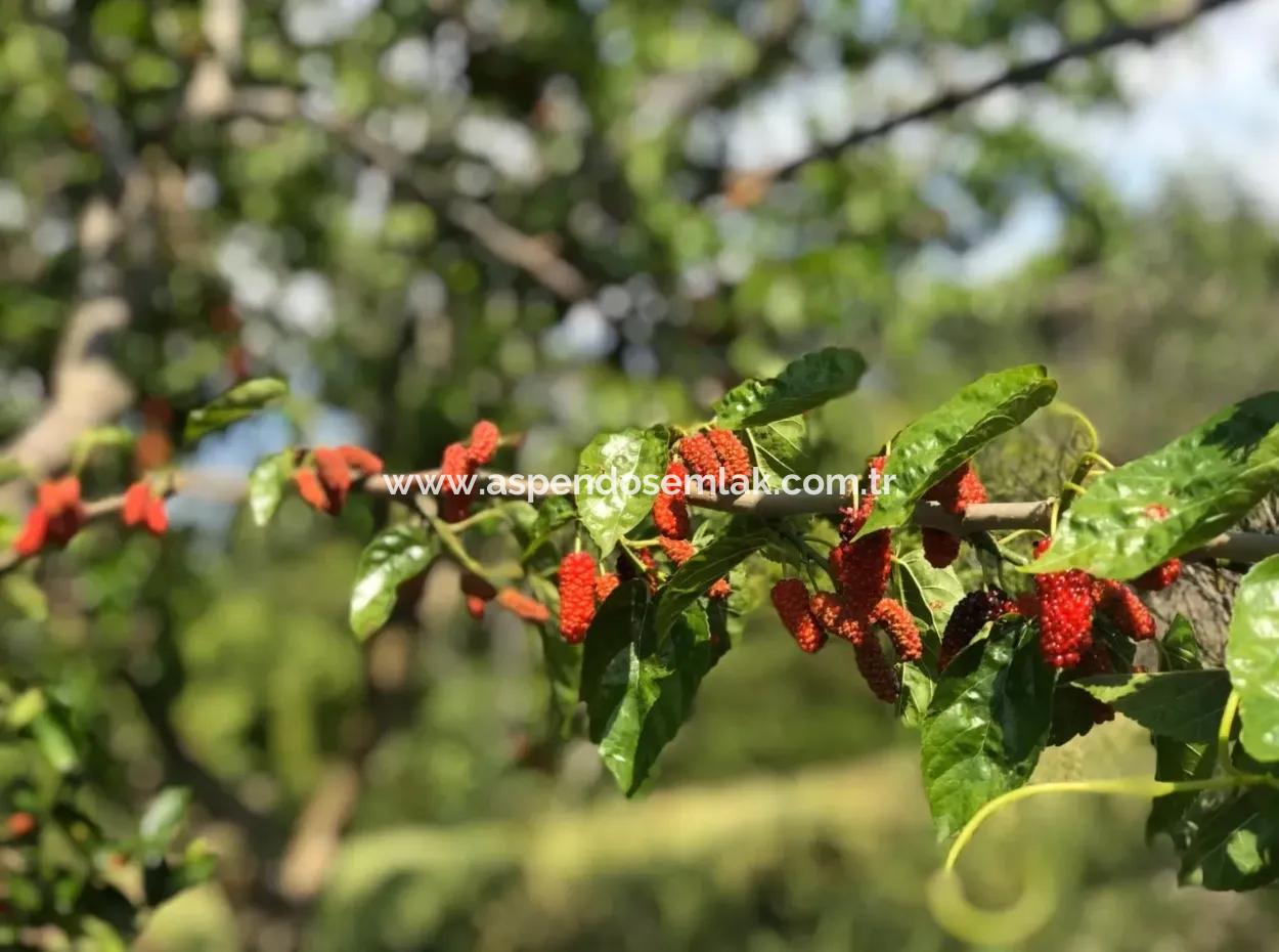 Ackerland Zum Verkauf In Seydikemer Korubuku 76000M2