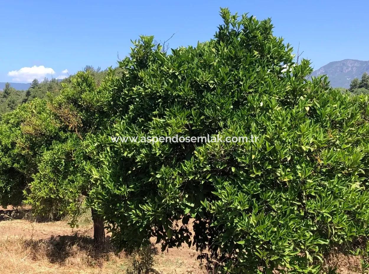 Garten Zum Verkauf In Gokce Akyaka, In Der Nähe Vom Meer, 38,000M2 Grundstück Zum Verkauf