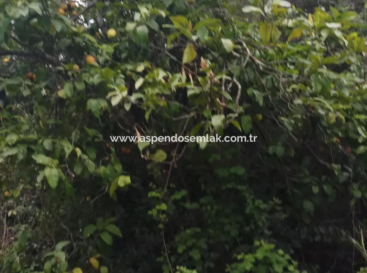 Grundstücke Zu Verkaufen In Amlida