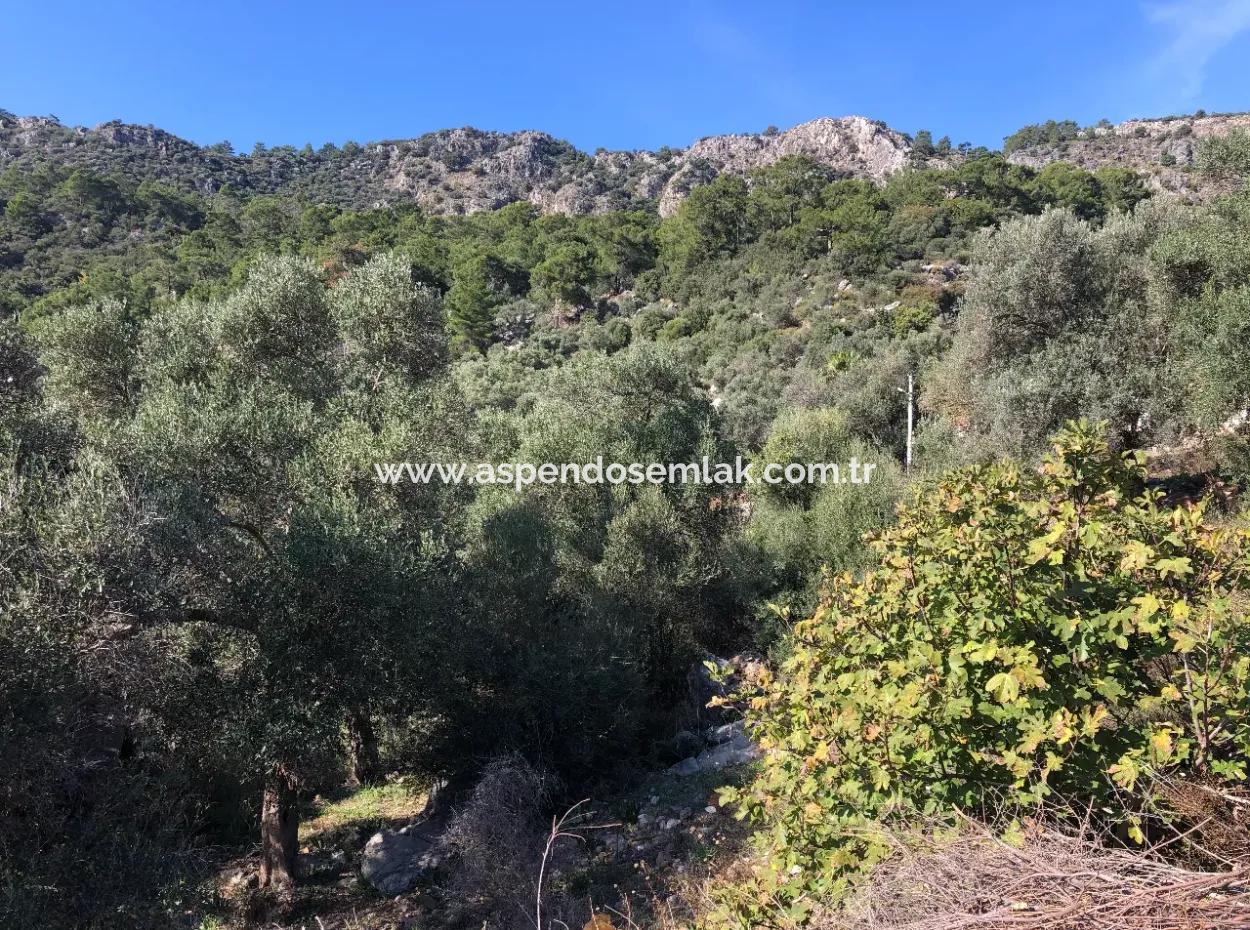 Grundstück Zum Verkauf Mit Meerblick Von Fevziye