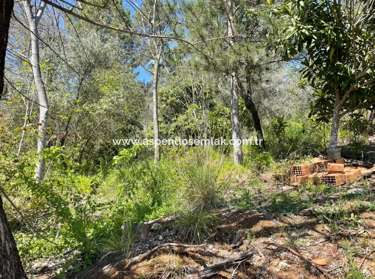 Mehrfamilienhaus Zum Verkauf In 5650M2 Feld In Zeytinalann