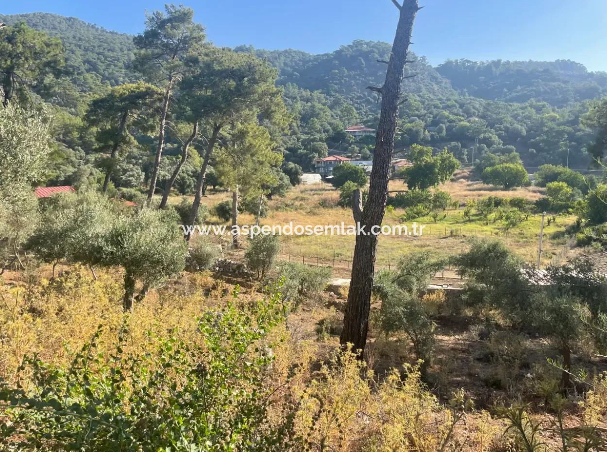 1.320M2 Feld Zum Verkauf Im Zentrum Von Çandır Am Wald