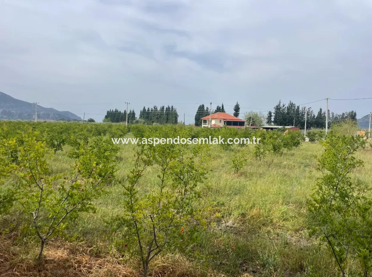 Feld Zu Verkaufen 6500M2 In Dalyan