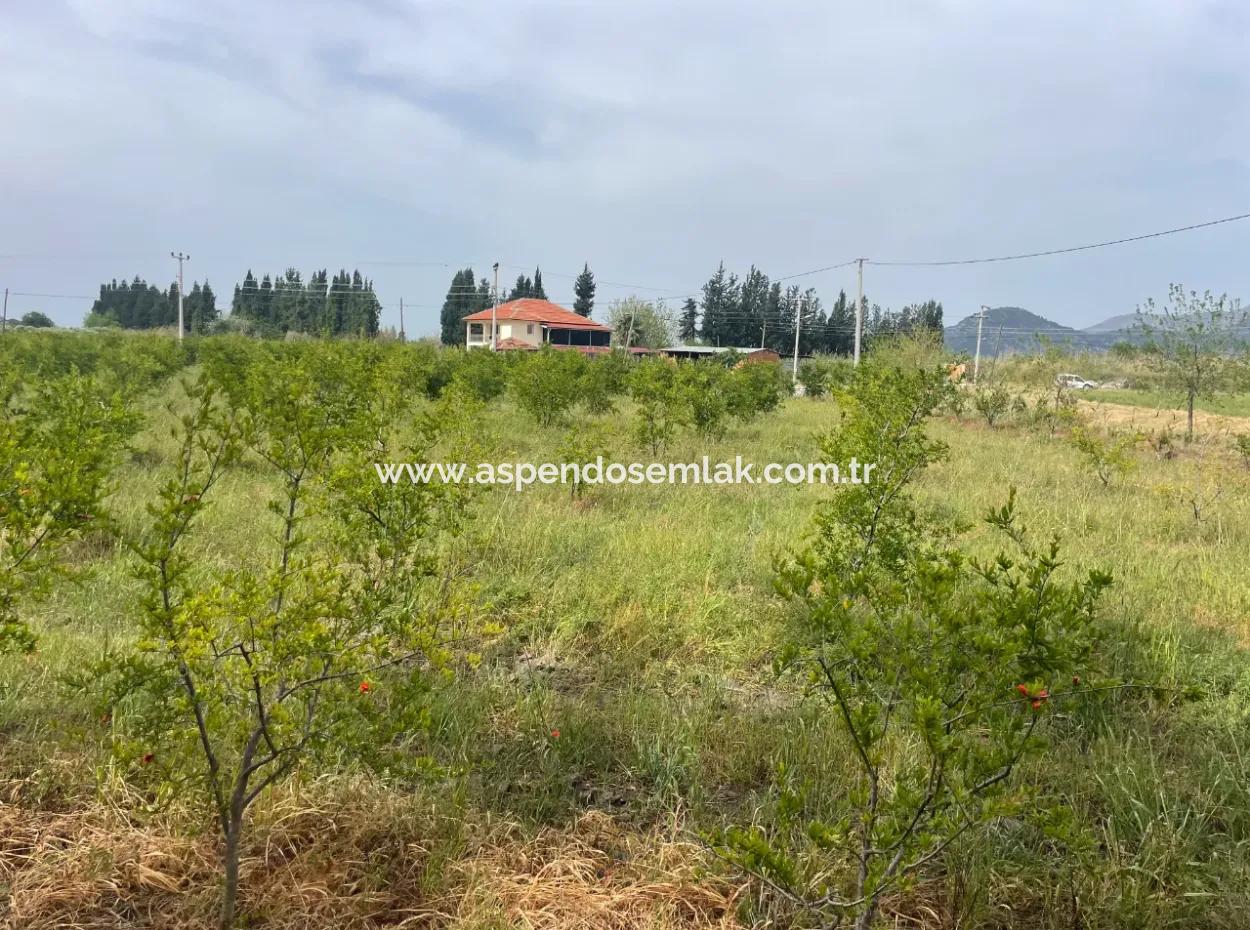 Feld Zu Verkaufen 6500M2 In Dalyan