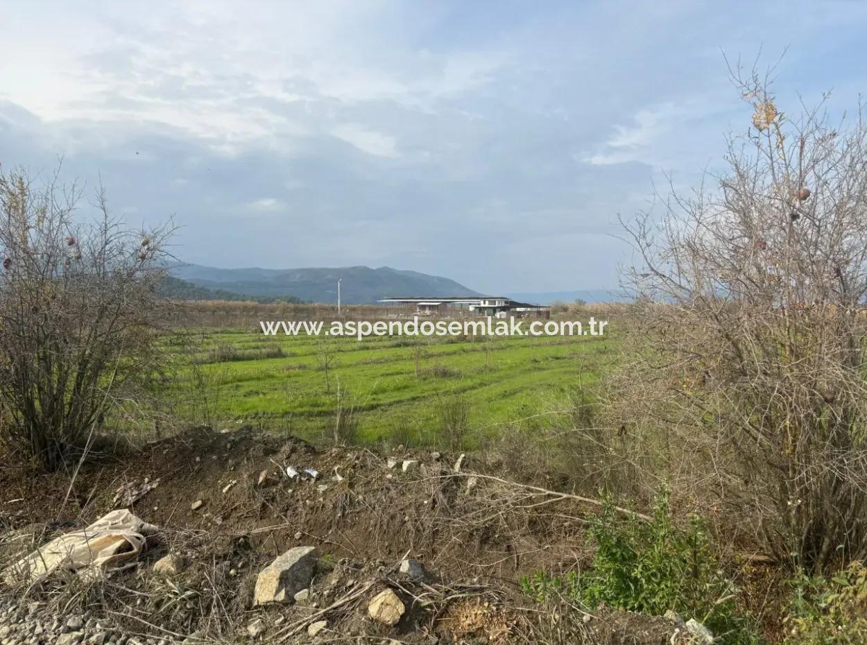 Single Title Deed 5617M2 Lemon Orchard For Sale In Tepearası