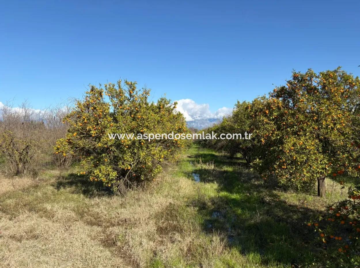 23,000M2 Detached Field Garden For Sale In Tepearasin,