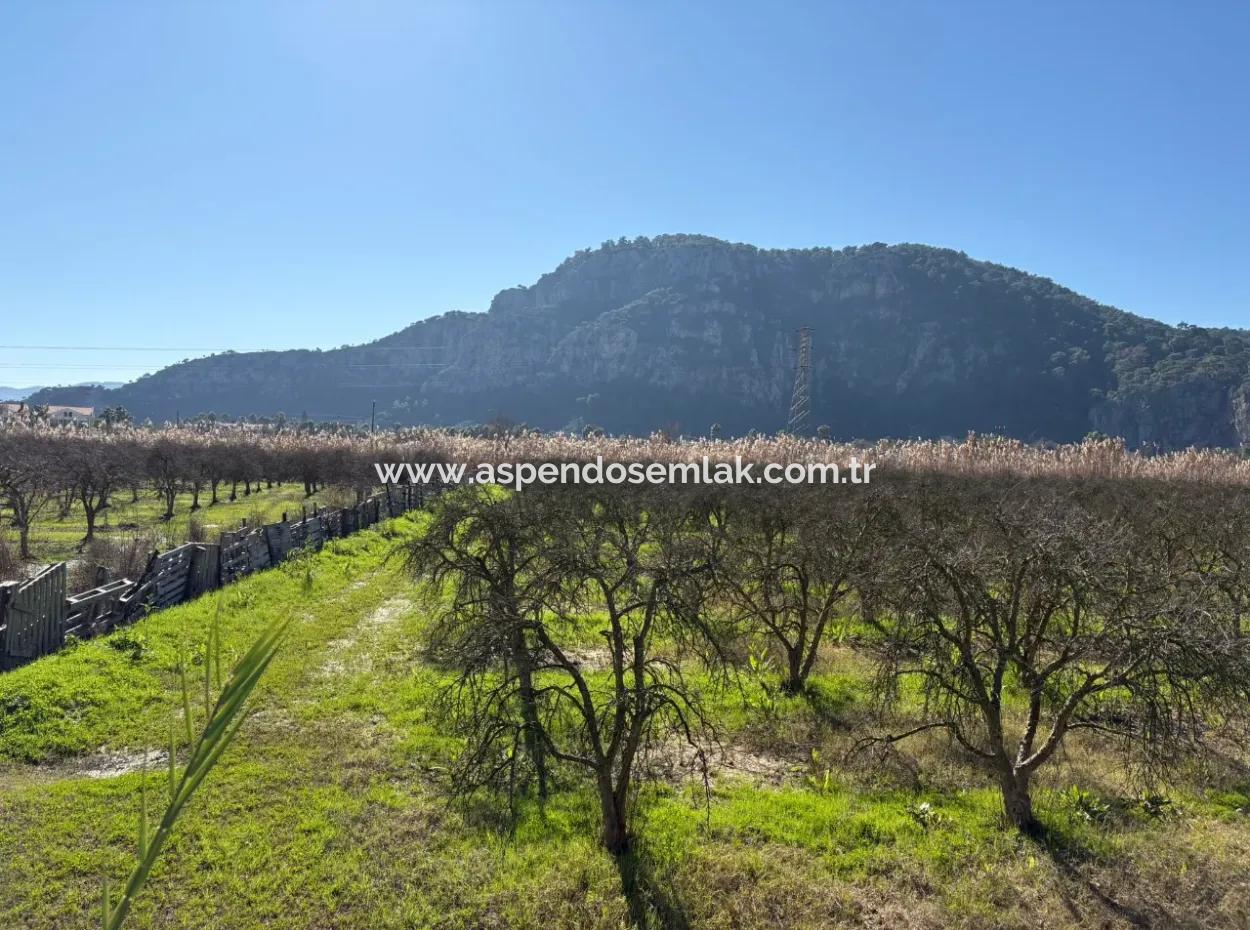 5985M2 5% Zoned Land For Sale In Dalyan As Vineyard Garden