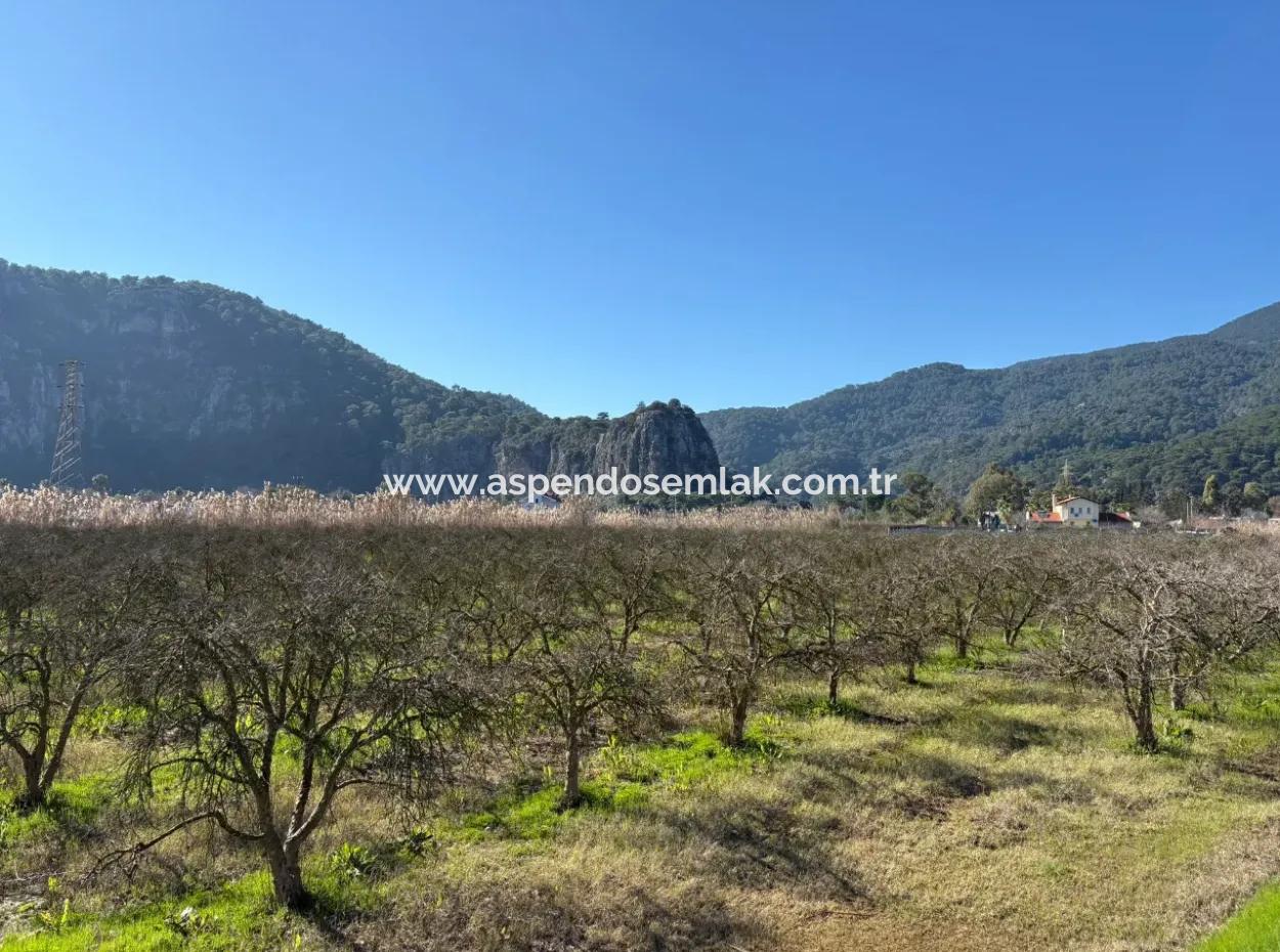 5985M2 5% Zoned Land For Sale In Dalyan As Vineyard Garden