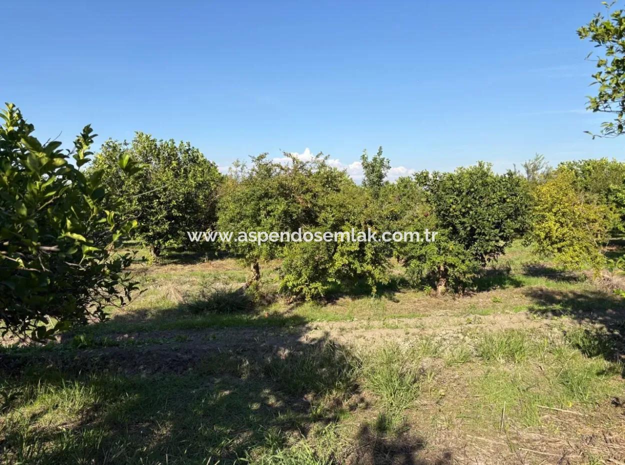 6150M2 Lemon And Pomegranate Garden For Sale In Eskiköy