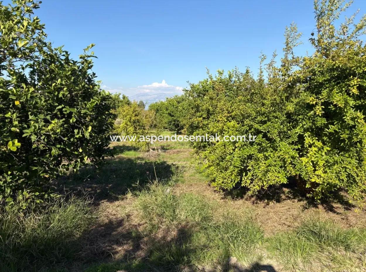 6150M2 Lemon And Pomegranate Garden For Sale In Eskiköy