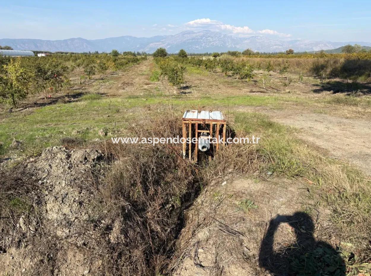 21500M2 Pomegranate Orchard For Sale In Eskiköy