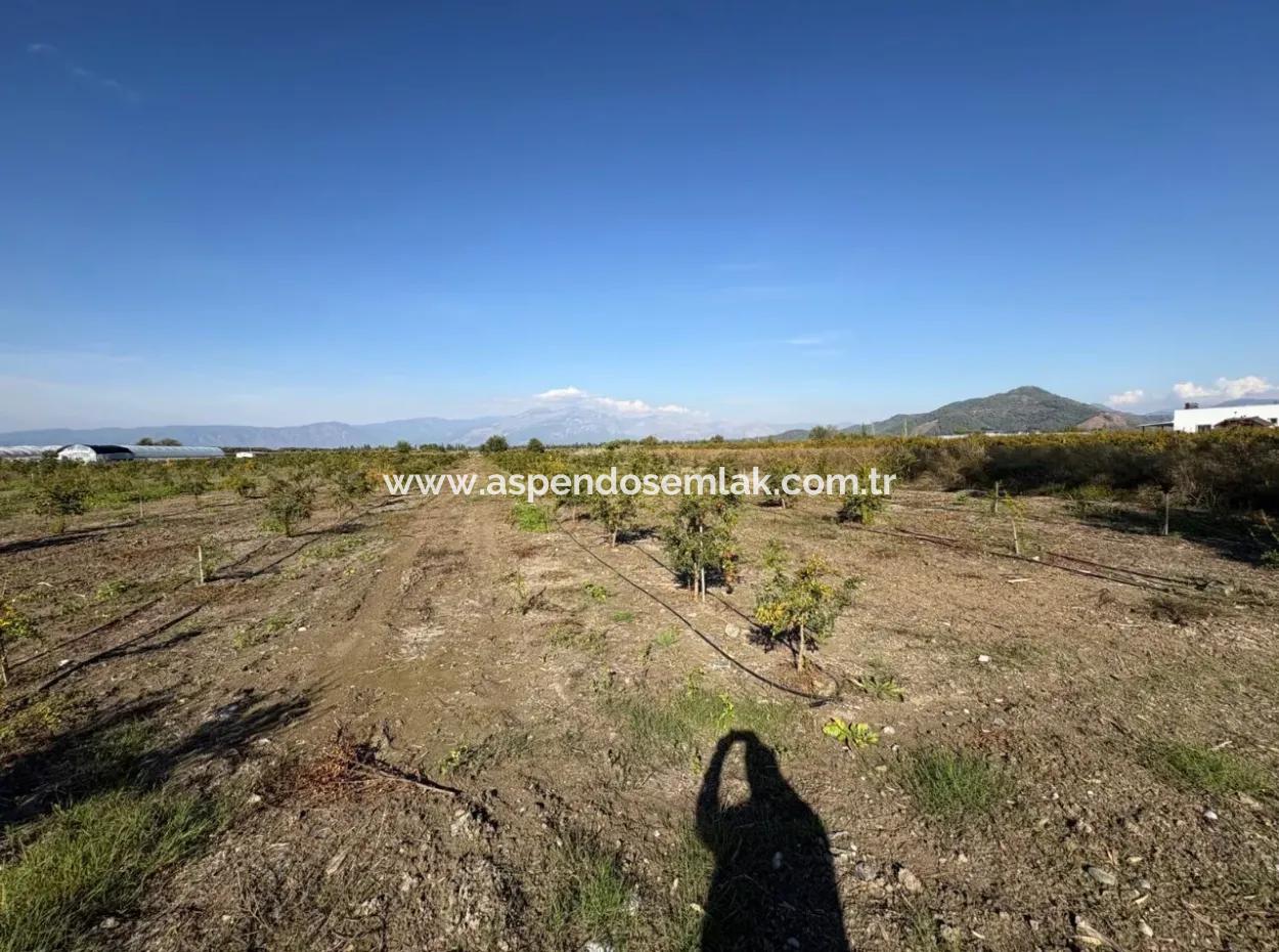 21500M2 Pomegranate Orchard For Sale In Eskiköy