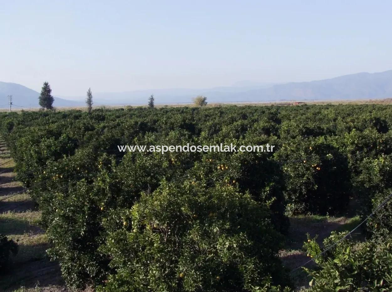 Garden For Sale In Oriya Tepearasi Between The Peak 65,000M2 Orange Garden For Sale
