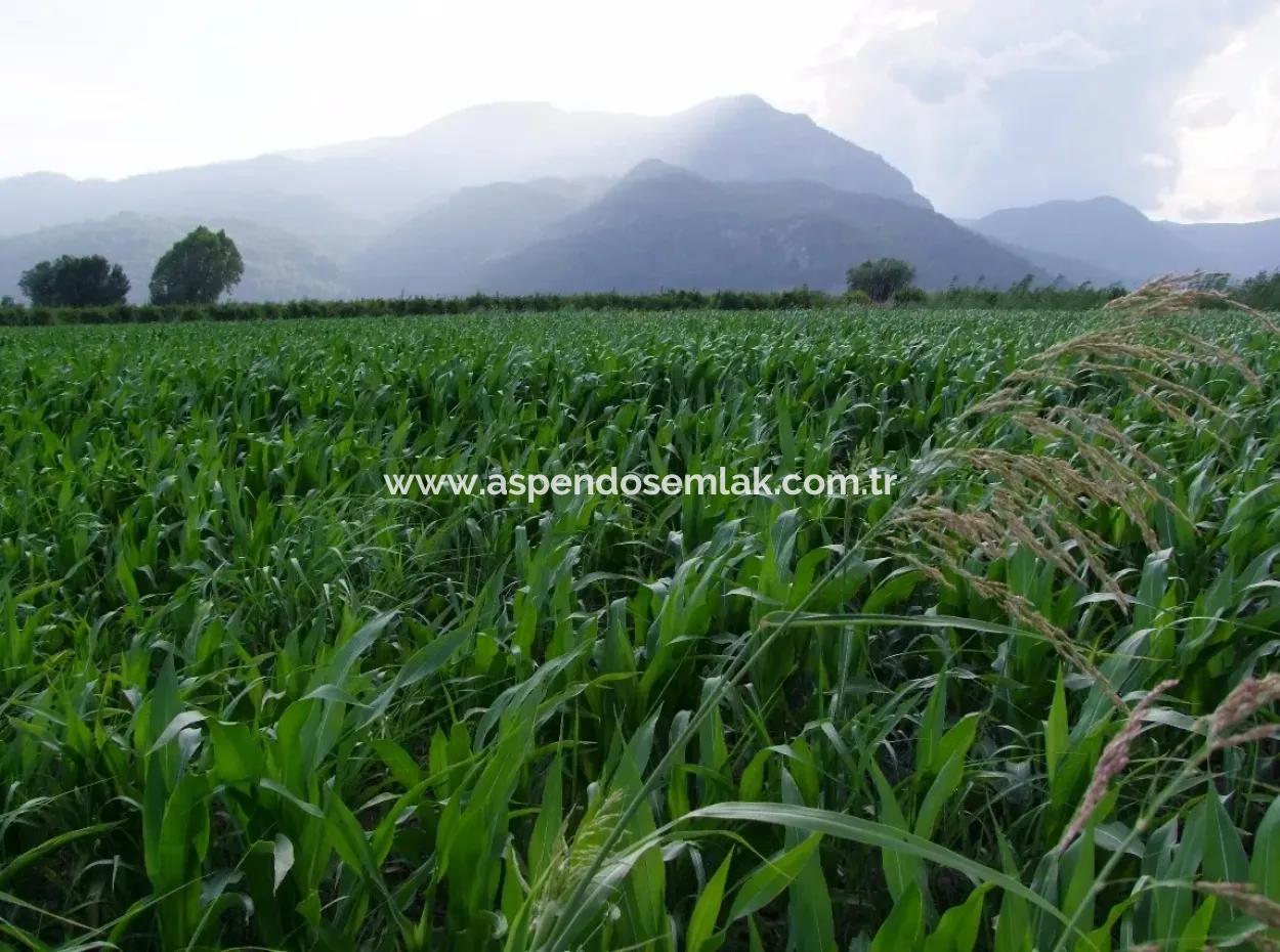 Farm For Sale Near The Centre Of Dalyan,14, 612M2 Farm For Sale