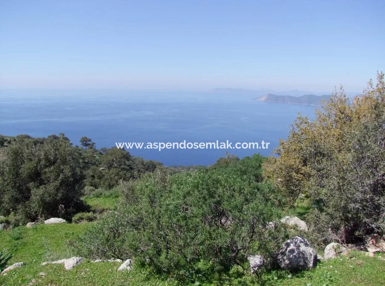 For Sale In Faralya Faralya With Sea View And 11,286M2 Land For Sale Tourism