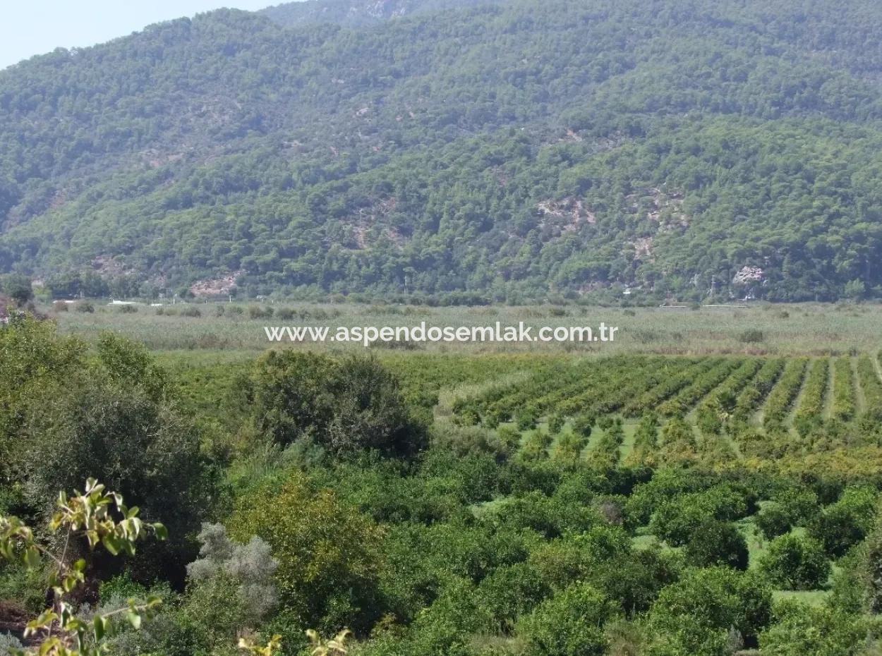 For Sale Farm For Sale In Dalyan 73410M2