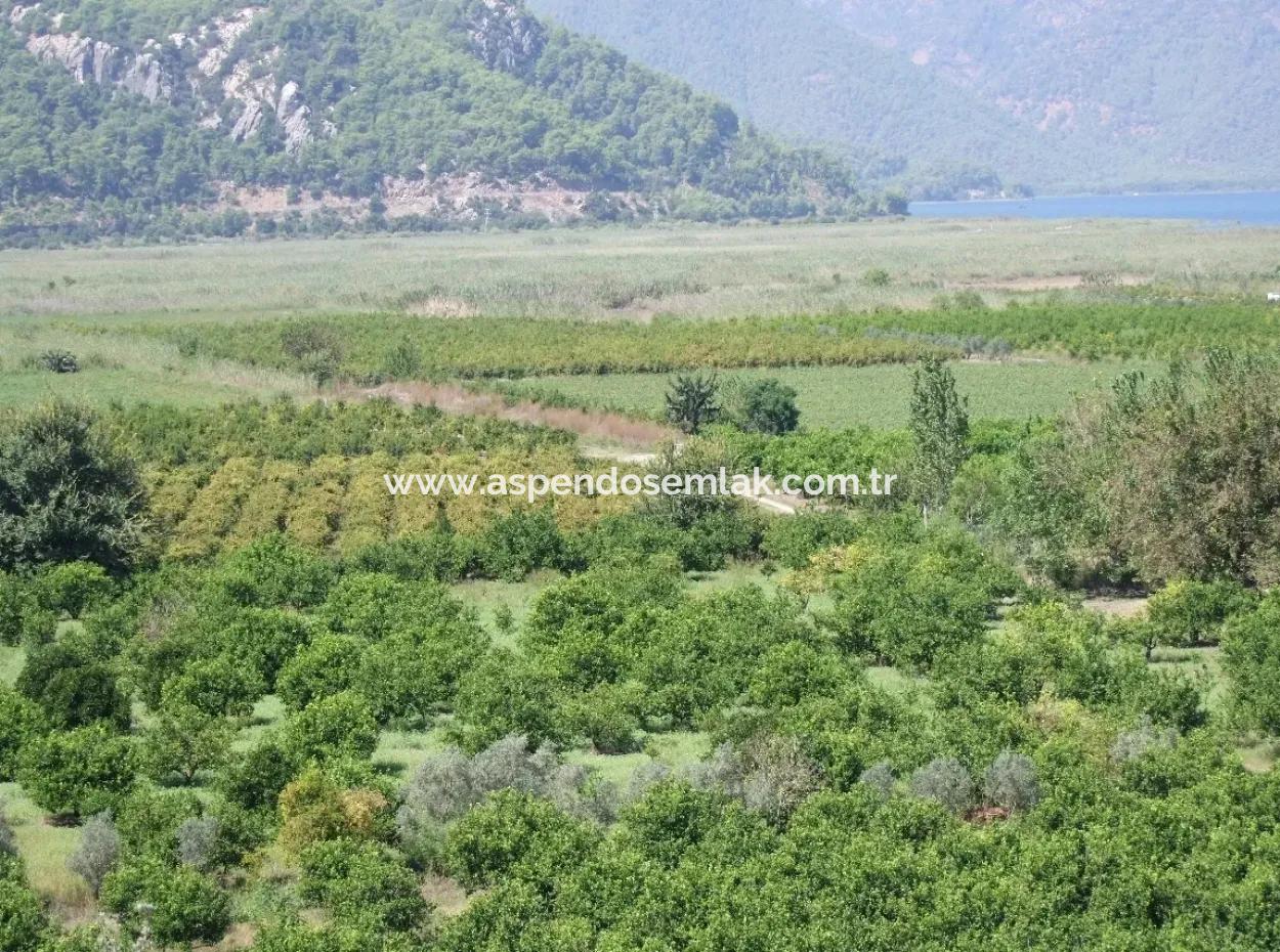 For Sale Farm For Sale In Dalyan 73410M2