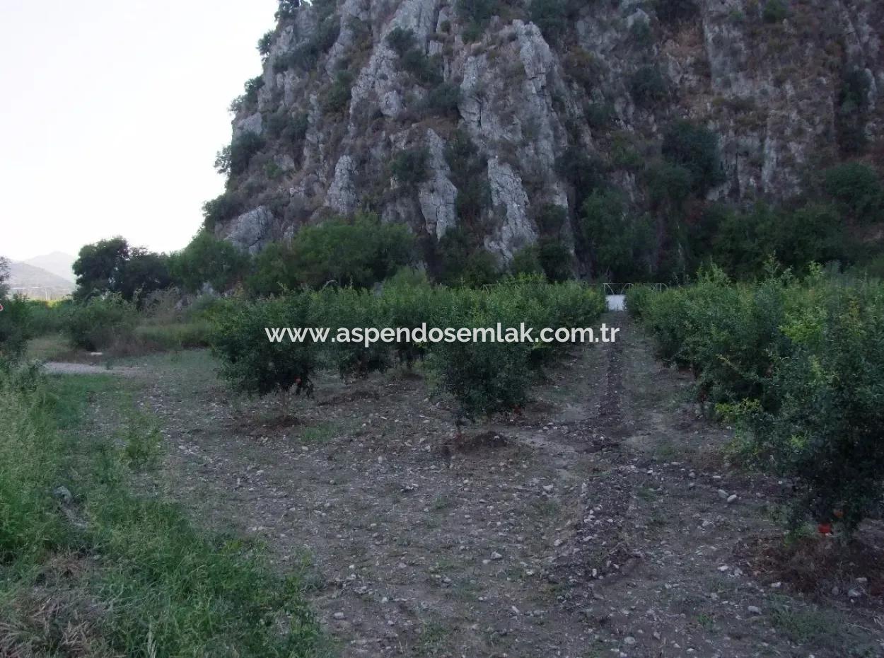 Plot For Sale In Pomegranate Garden For Sale In Oriya Mergenli Mergenli