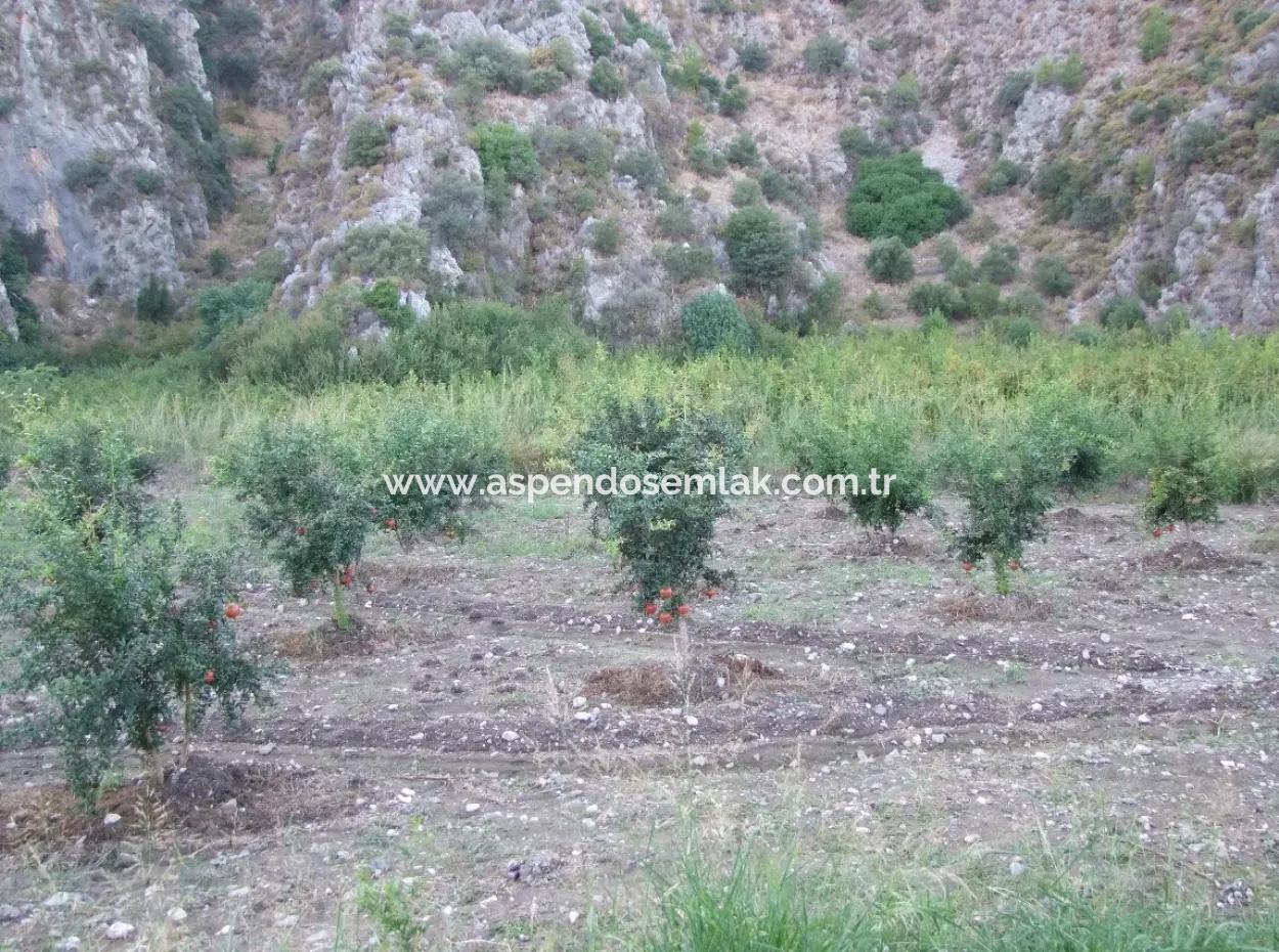 Plot For Sale In Pomegranate Garden For Sale In Oriya Mergenli Mergenli