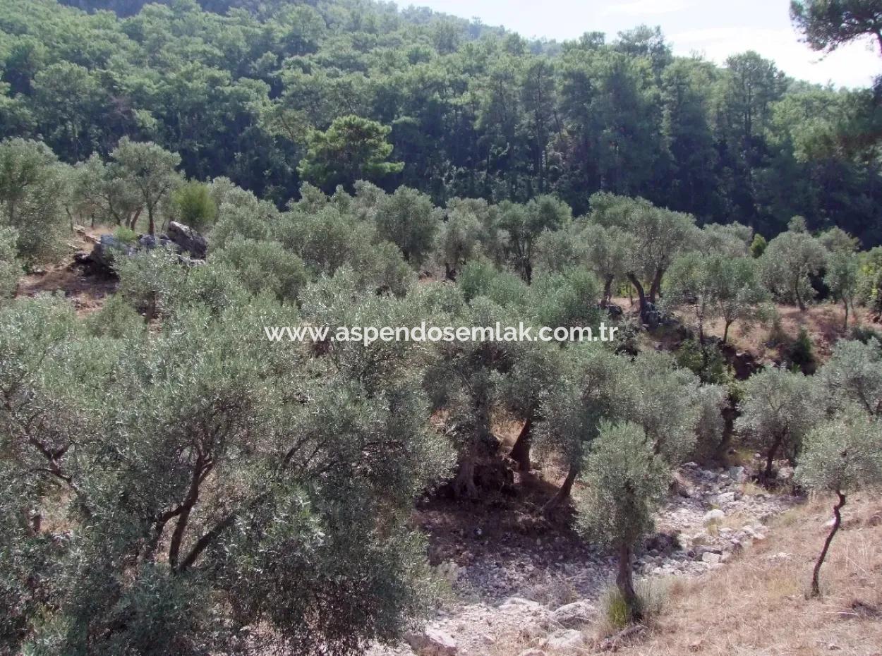 For Sale In Ekincik 5,391M2 Plot For Sale