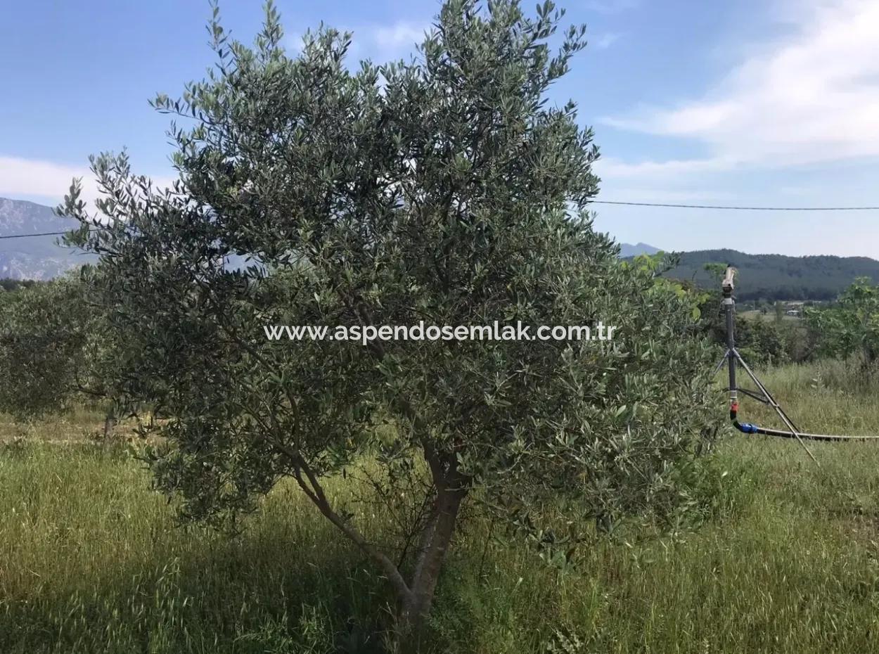 Land For Sale In Seydikemer Korubuku 76000M2