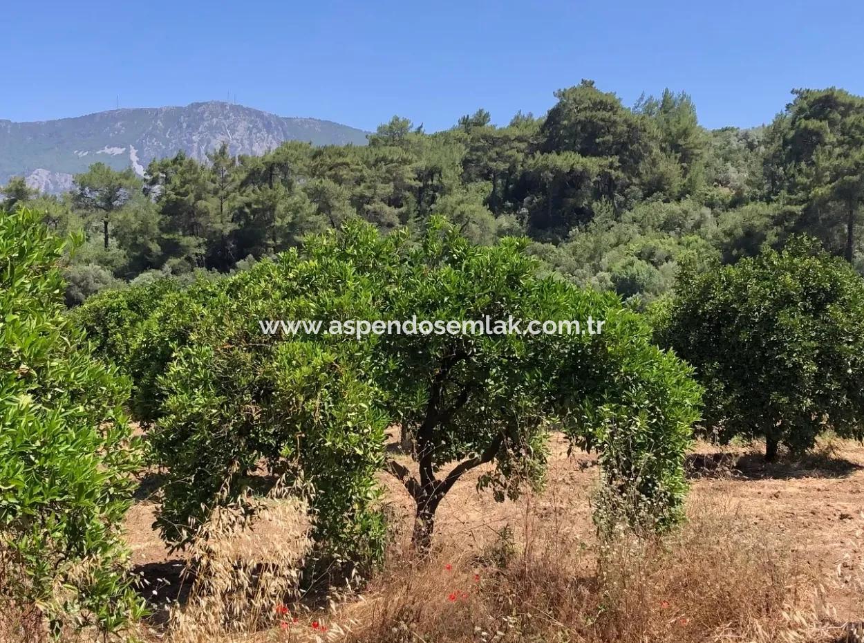 Garden For Sale In Gokce Akyaka, Near The Sea, A 38,000M2 Plot For Sale