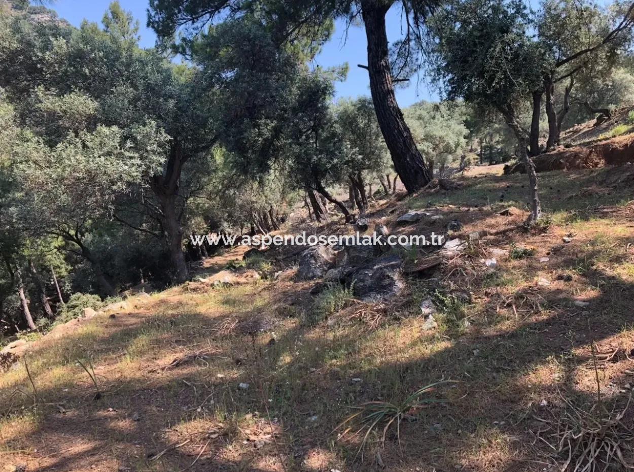 7034M2 Field For Sale With Sea View In Çandir