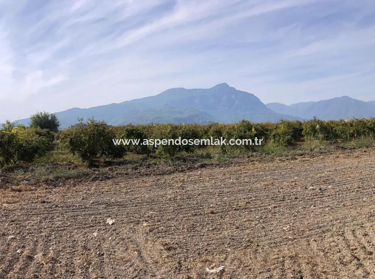 Land For Sale In Esköy 8500M2 Field Land For Sale