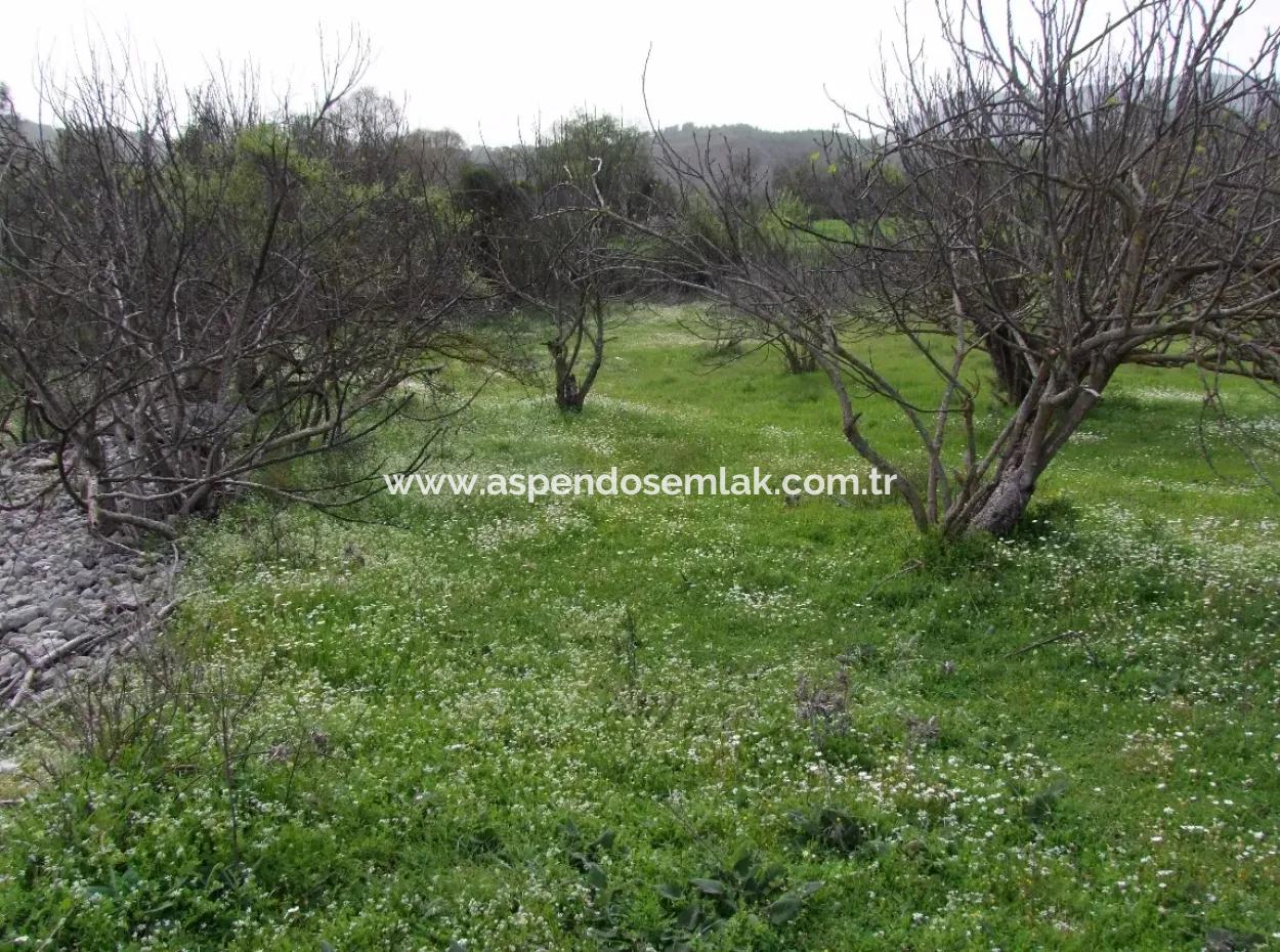 In Incirkoy Uzumlu Fethiye Plot For Sale Farm For Sale In Incirkoy