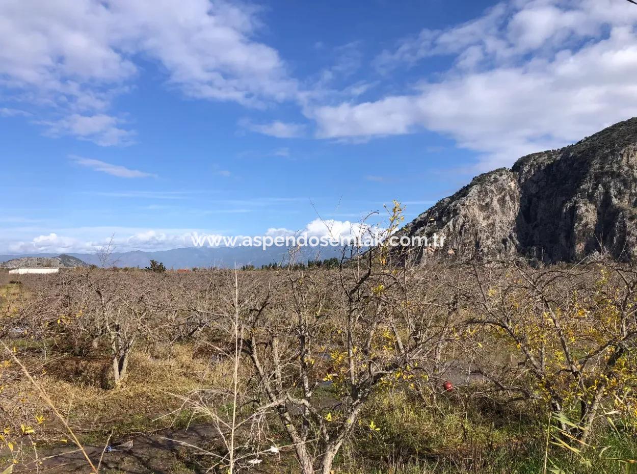 Land For Sale In Dalyan Istuzu Yollu On 24,000M2 Pomegranate Garden For Sale