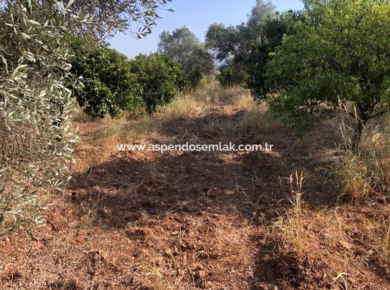 Land Field For Sale In Köyceğinz Yangi 9406M2 Land For Sale