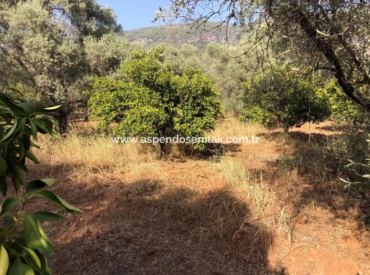 Land Field For Sale In Köyceğinz Yangi 9406M2 Land For Sale