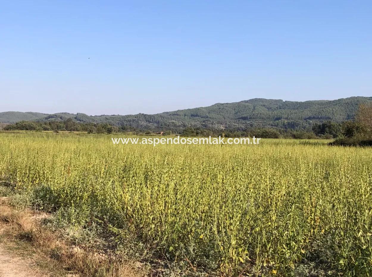 For Sale In Akçapinar 100 Acres For Sale