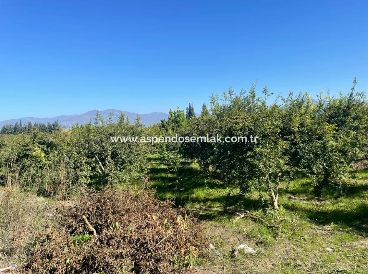 2223M2 Fields For Sale In Dalyan