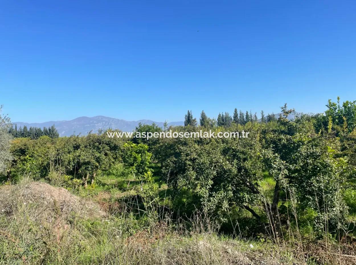 2223M2 Fields For Sale In Dalyan