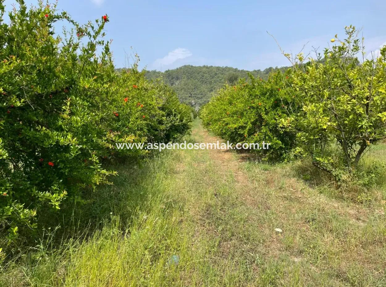 7800M2 Land For Sale At The Beginning Of Iztuzu Beach Road In Gökbel