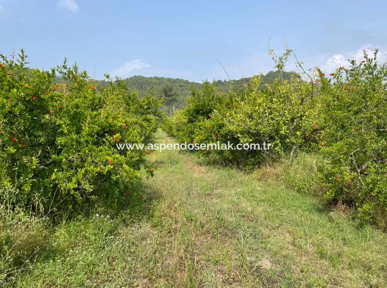 7800M2 Land For Sale At The Beginning Of Iztuzu Beach Road In Gökbel