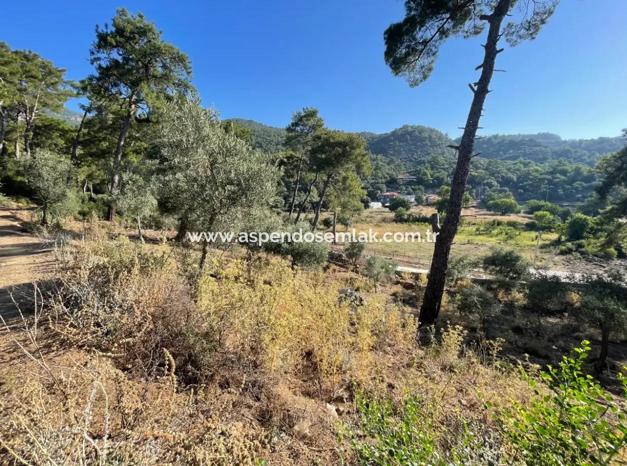 1,320M2 Field For Sale In Çandır Center By The Forest