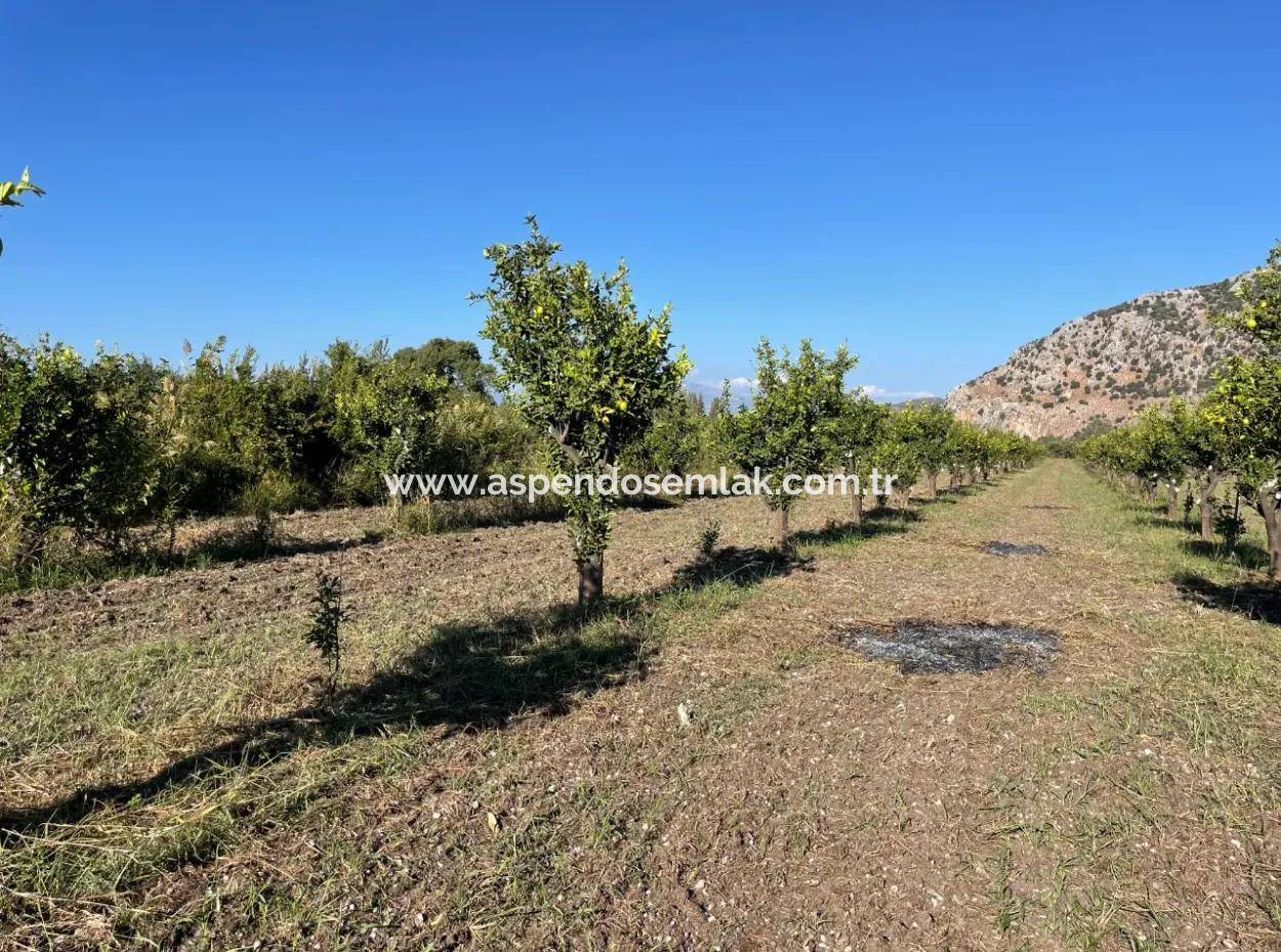 Land For Sale In Dalyan Close To The Center Of 6600M2