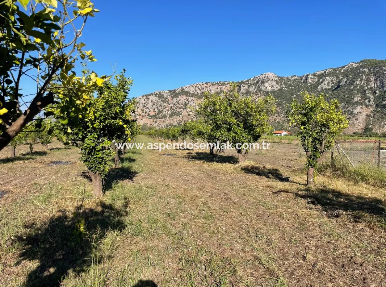 Land For Sale In Dalyan Close To The Center Of 6600M2