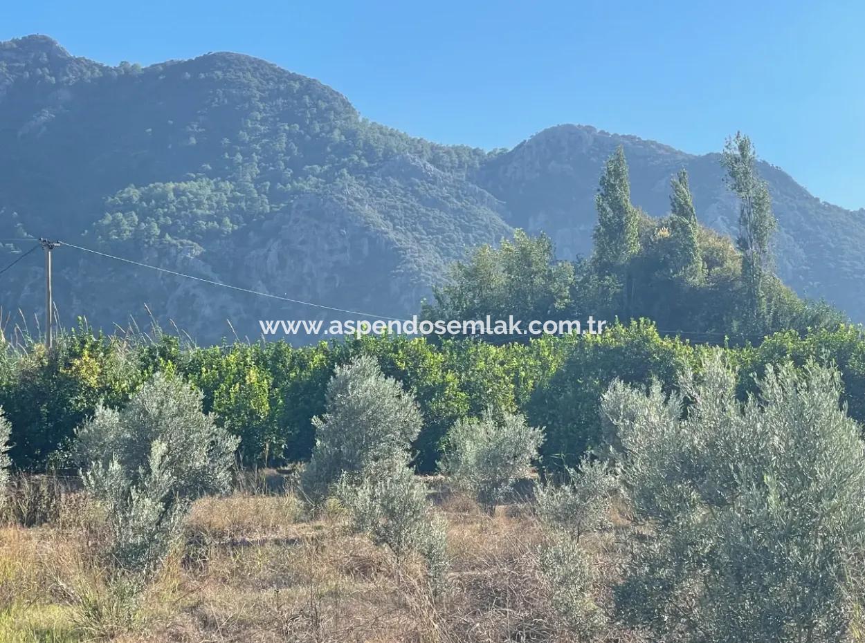 2D Lemon Orchard For Sale In Marmarli, Dalyan