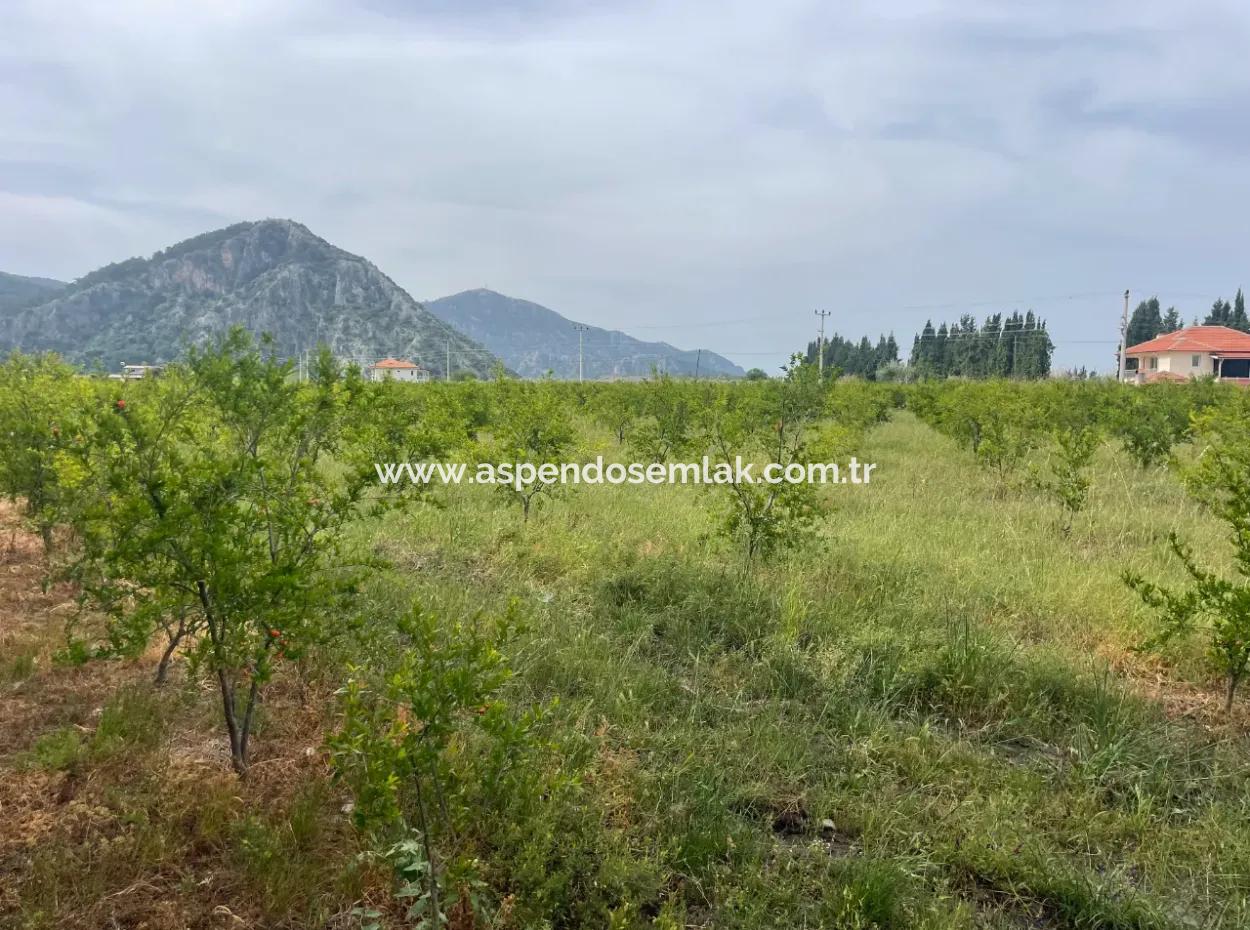 Field For Sale 6500M2 In Dalyan