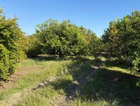 6150M2 Lemon And Pomegranate Garden For Sale In Eskiköy