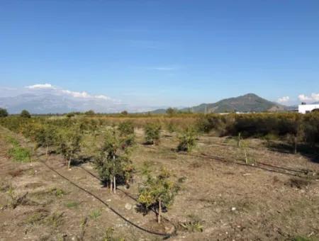 21500M2 Pomegranate Orchard For Sale In Eskiköy