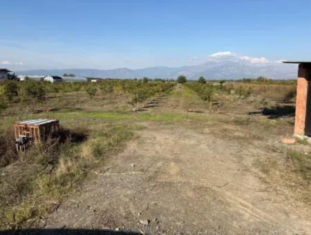 21500M2 Pomegranate Orchard For Sale In Eskiköy